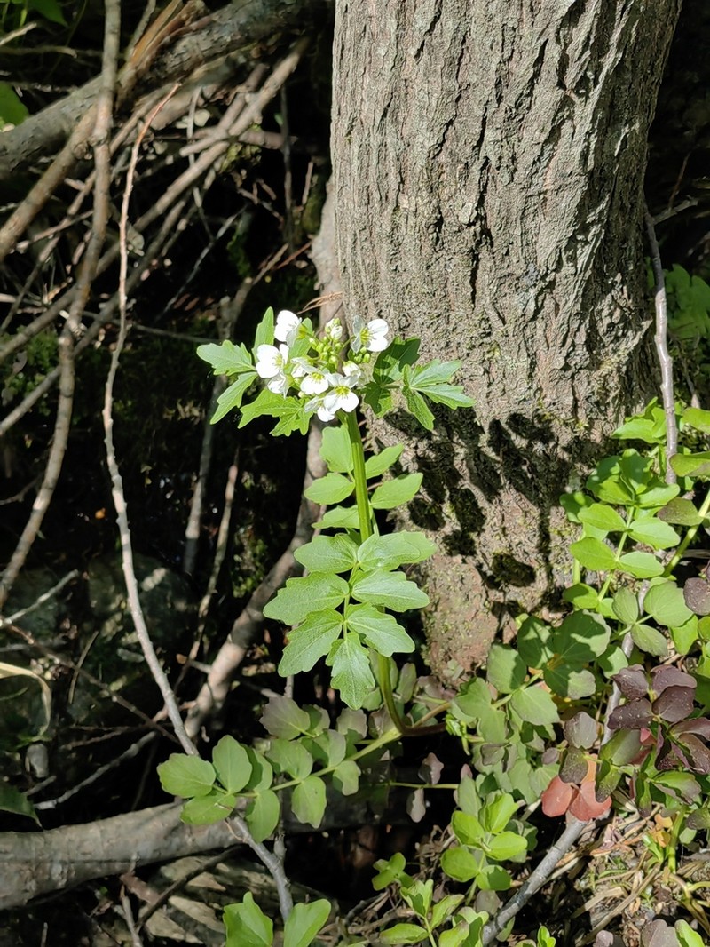 Cardamine yezoensis photo 4