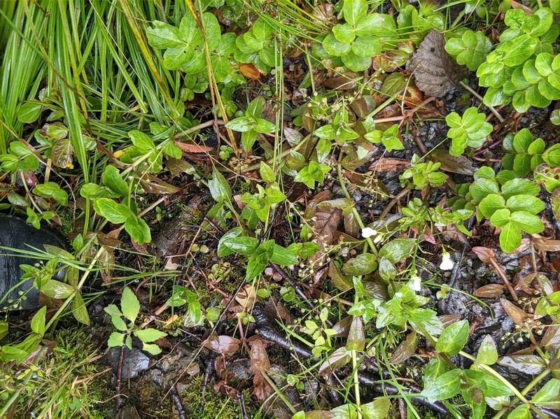 Cardamine yezoensis photo 5