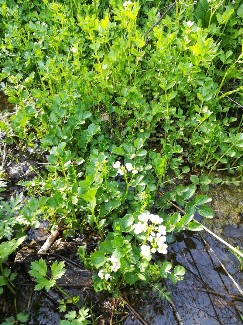 Cardamine yezoensis photo 6