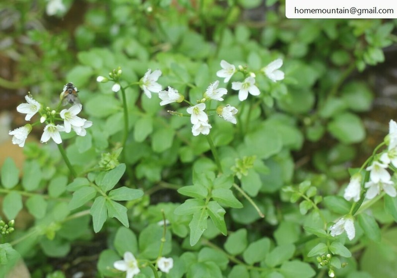 Cardamine yezoensis photo 7