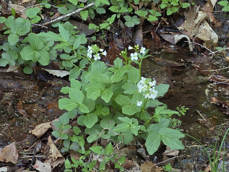 Cardamine yezoensis photo 8