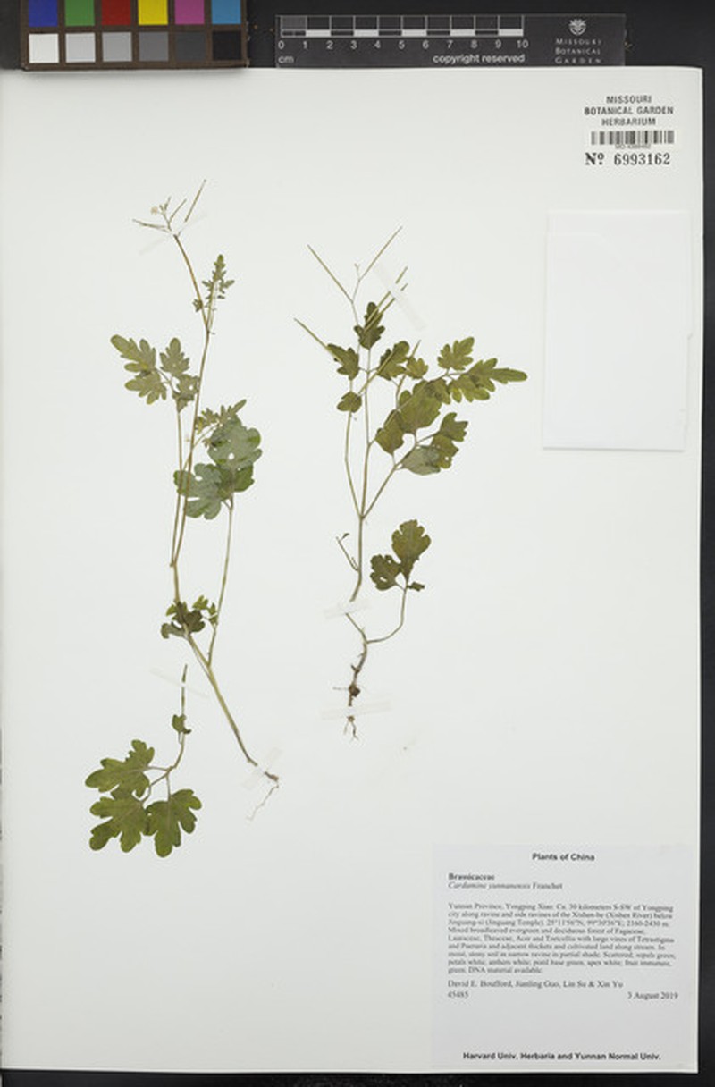 Cardamine yunnanensis