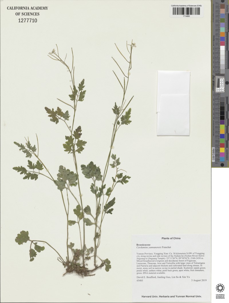 Cardamine yunnanensis photo 2