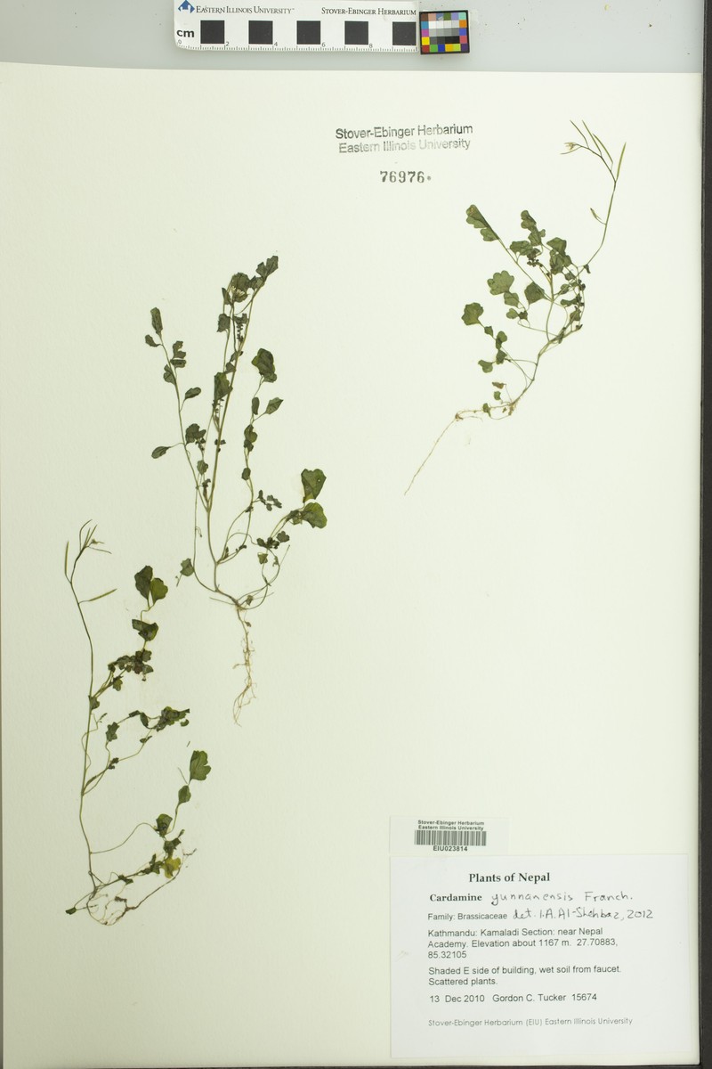 Cardamine yunnanensis photo 3