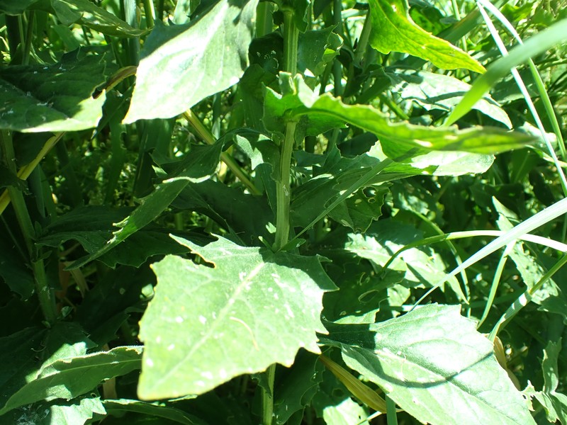 Whitetop photo 3