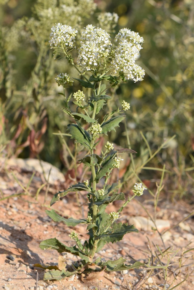 Whitetop photo 5