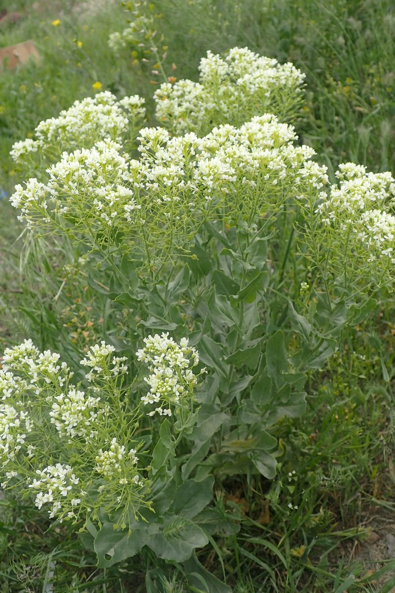 Whitetop photo 6