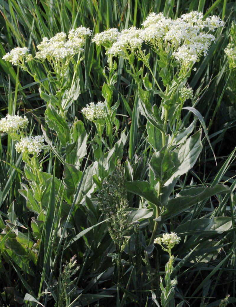 Whitetop photo 7