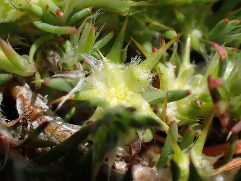 Cardionema ramosissima