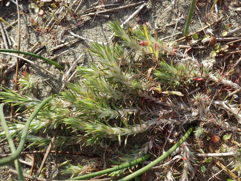 Cardionema ramosissima photo 5