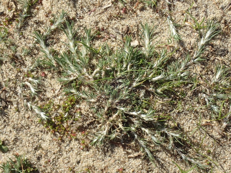 Cardionema ramosissima photo 6