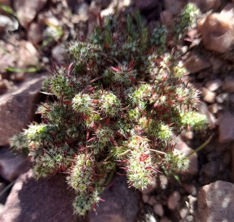 Cardionema ramosissima photo 7