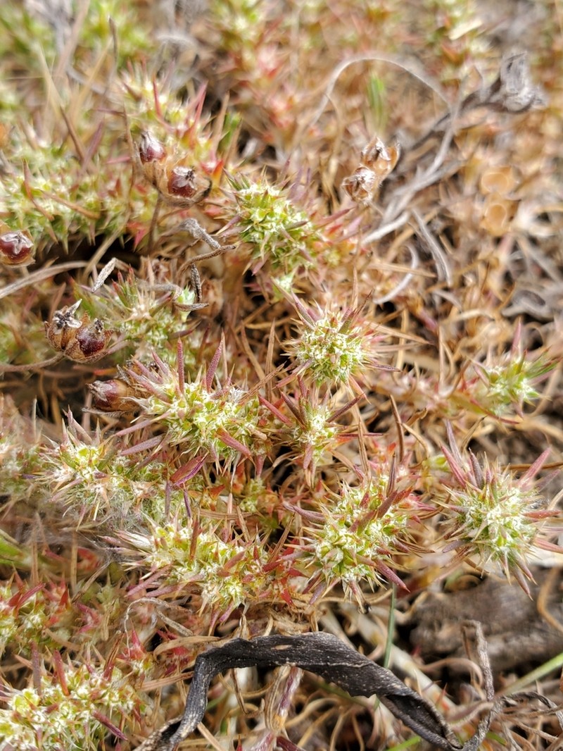 Cardionema ramosissima photo 8