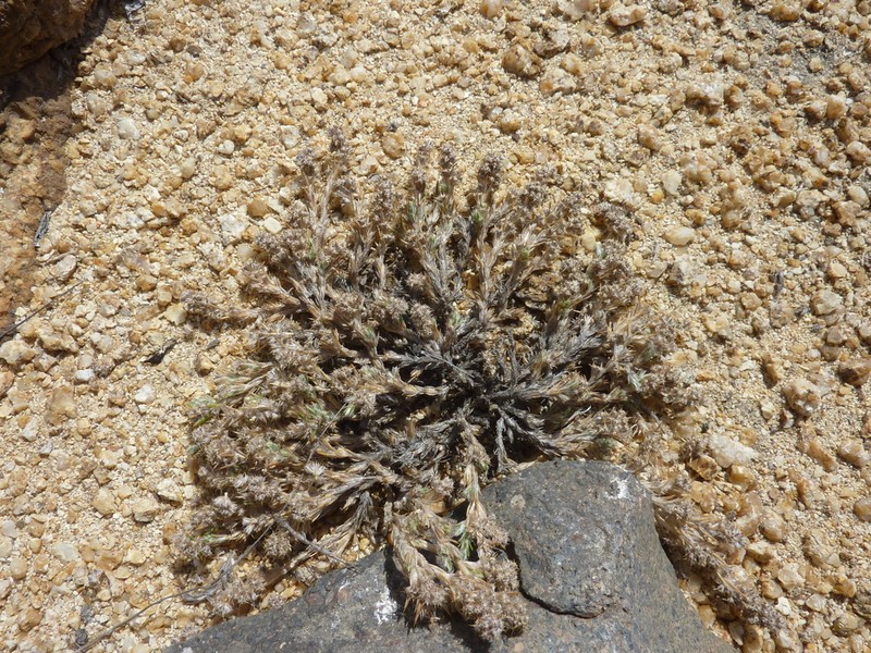 Sandcarpet photo 4