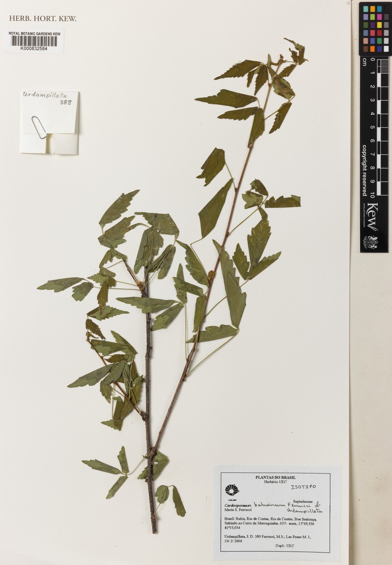 Cardiospermum bahianum