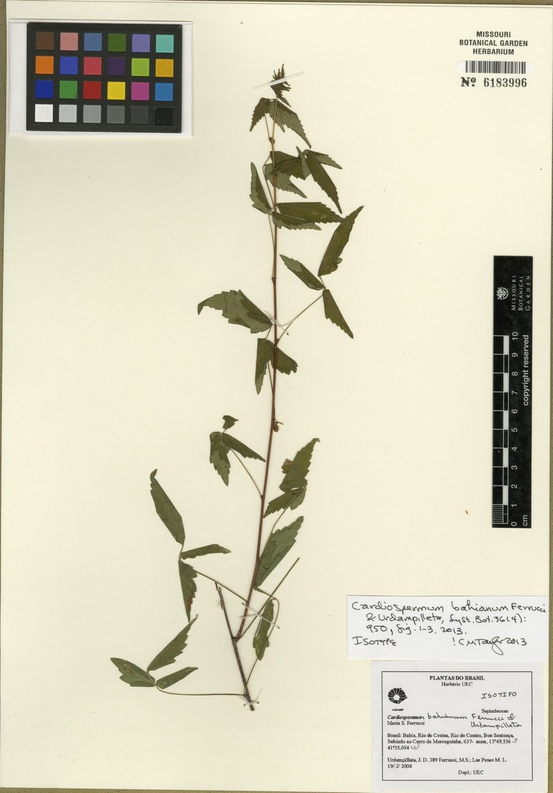Cardiospermum bahianum photo 2