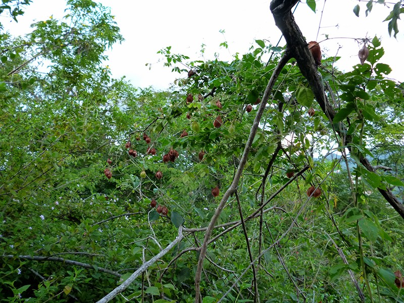 Faux Persil photo 6