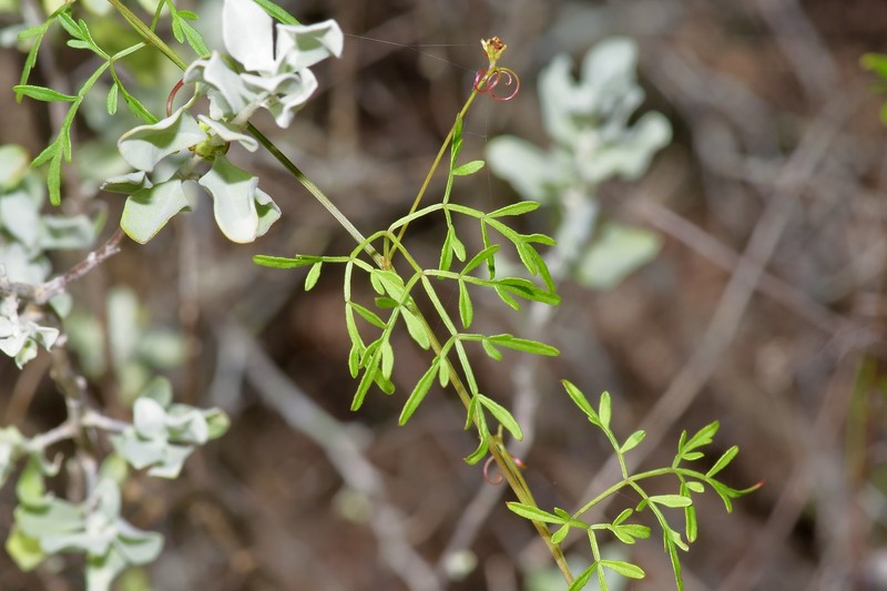 Chihuahuan Balloonvine photo 2