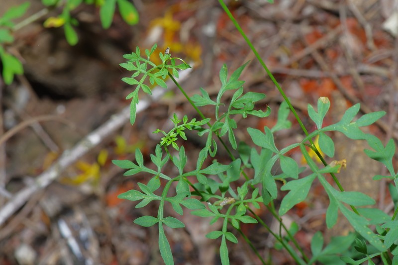 Chihuahuan Balloonvine photo 3