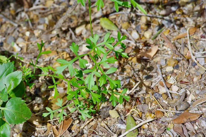 Chihuahuan Balloonvine photo 4