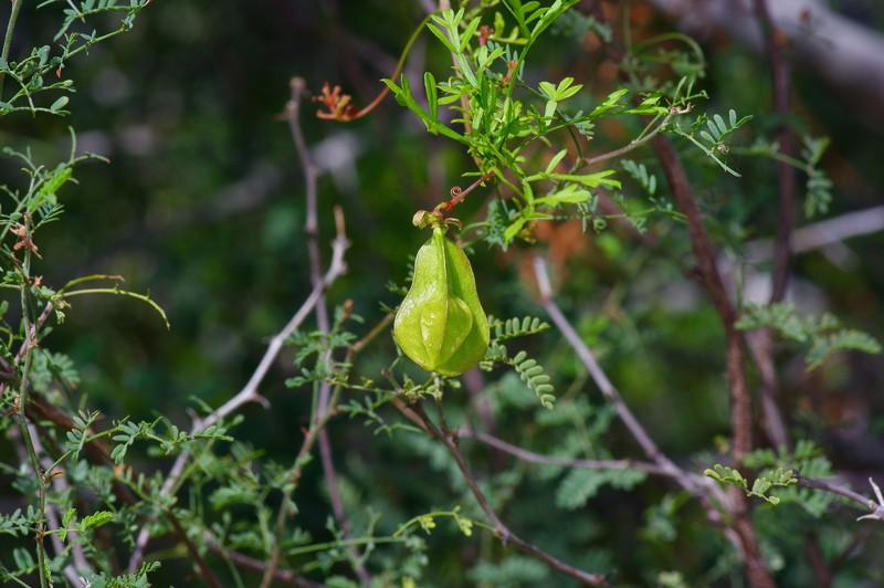 Chihuahuan Balloonvine photo 5