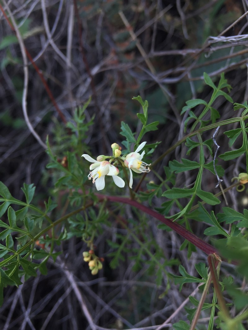 Chihuahuan Balloonvine