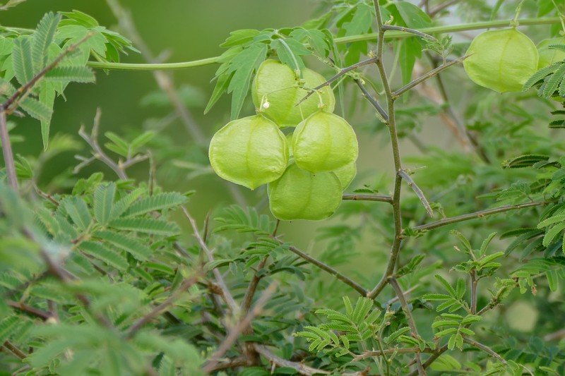 Showy Balloonvine photo 4