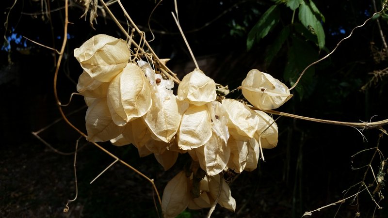 Showy Balloonvine photo 6