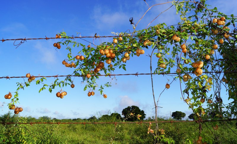 Balloon Vine photo 2