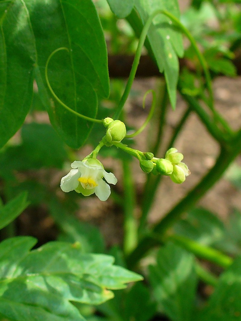 Balloon Vine photo 3
