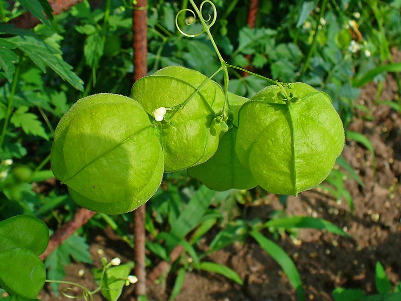 Balloon Vine photo 4