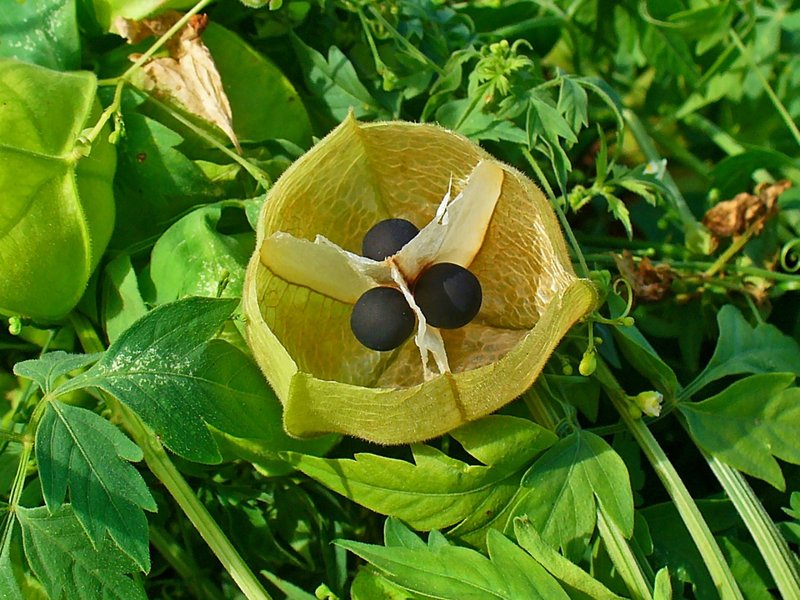 Balloon Vine photo 5
