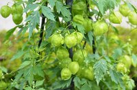 Balloon Vine