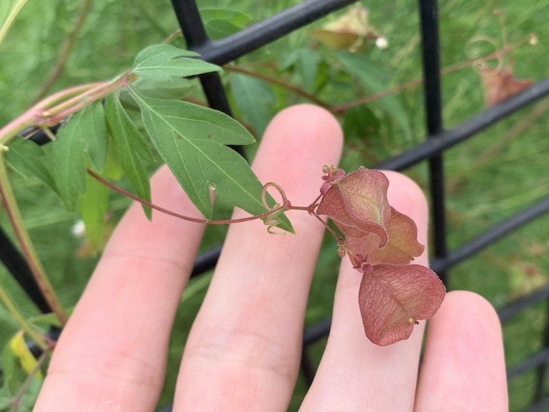 Heartseed