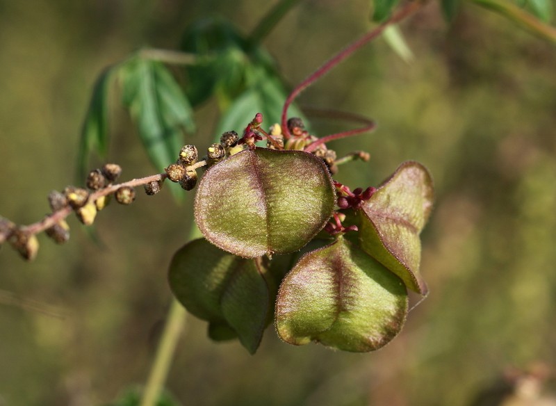 Heartseed photo 4