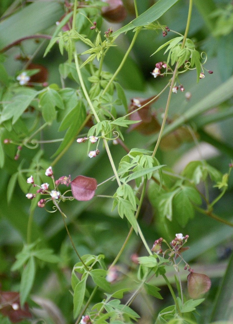 Heartseed photo 6