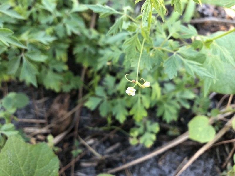 Heartseed photo 7