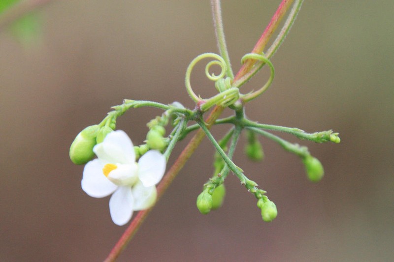 Heartseed photo 8