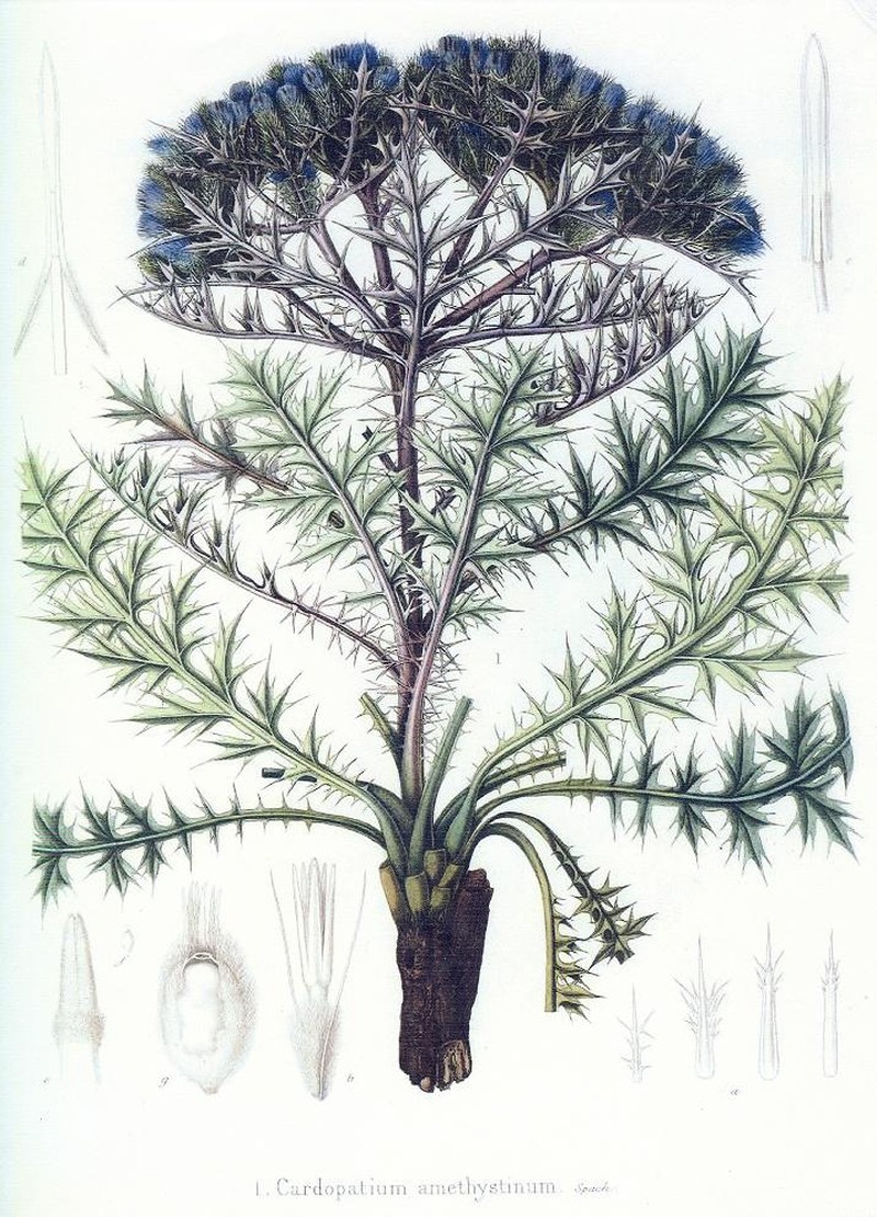 Cardopatium amethystinum