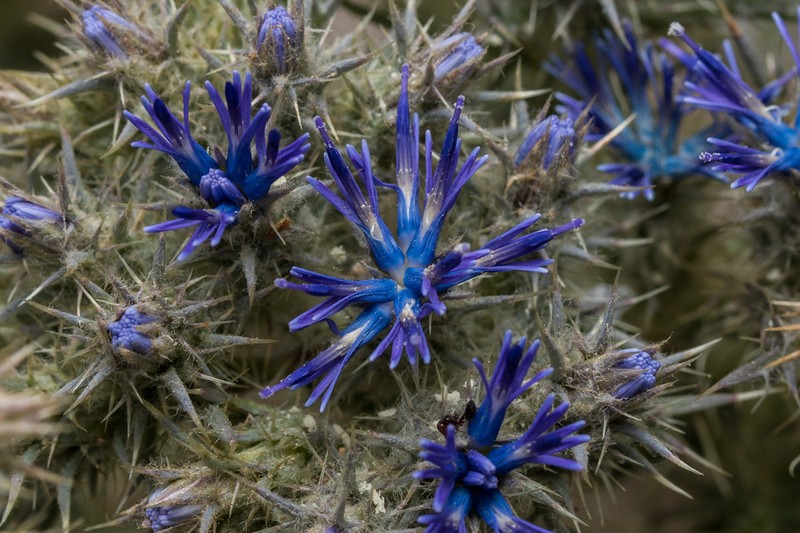 Cardopatium corymbosum