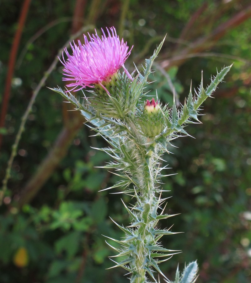 Plumeless Thistle