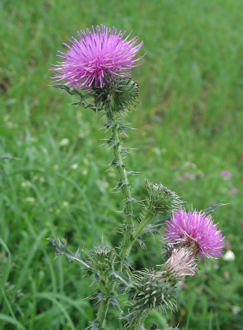 Plumeless Thistle photo 2