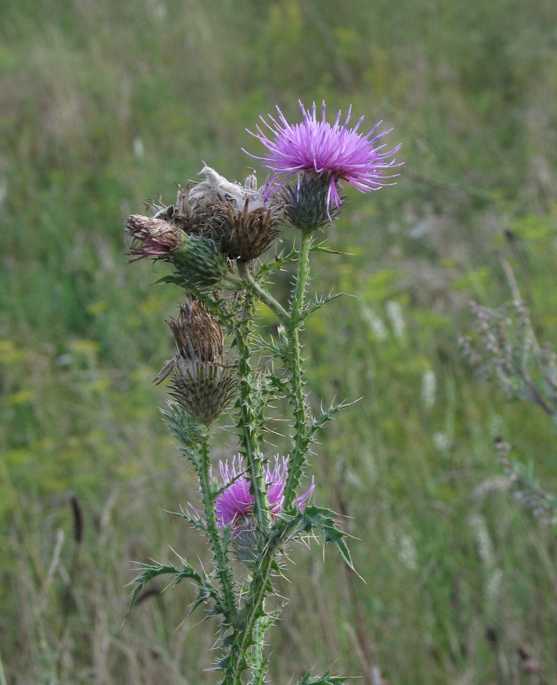 Plumeless Thistle photo 4