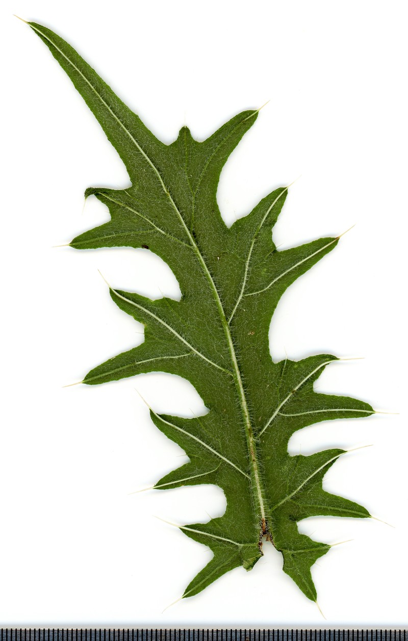 Plumeless Thistle photo 6