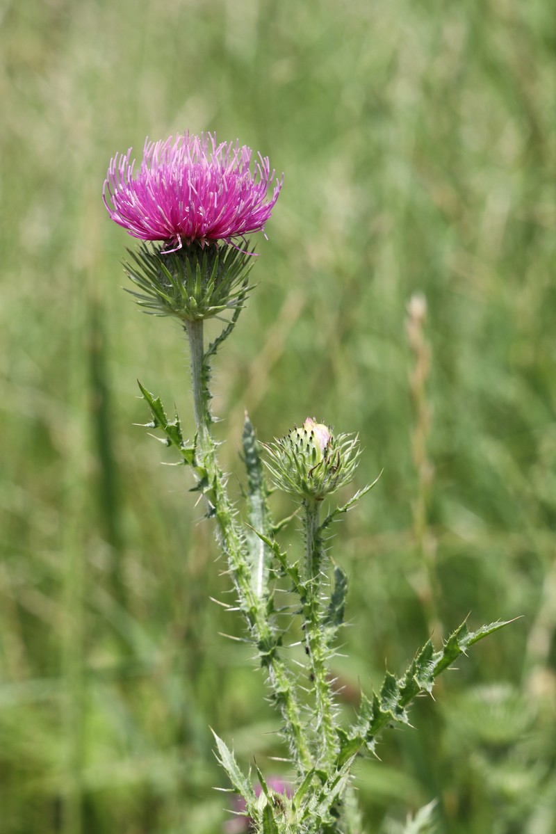Plumeless Thistle photo 7