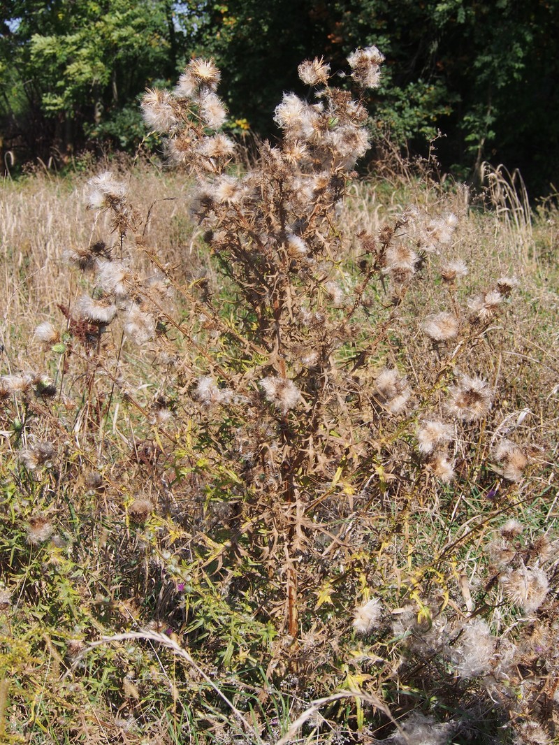 Plumeless Thistle photo 8