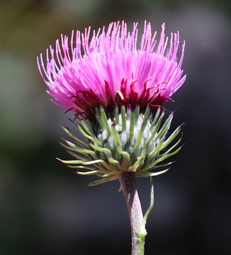 Carduus × schulzeanus