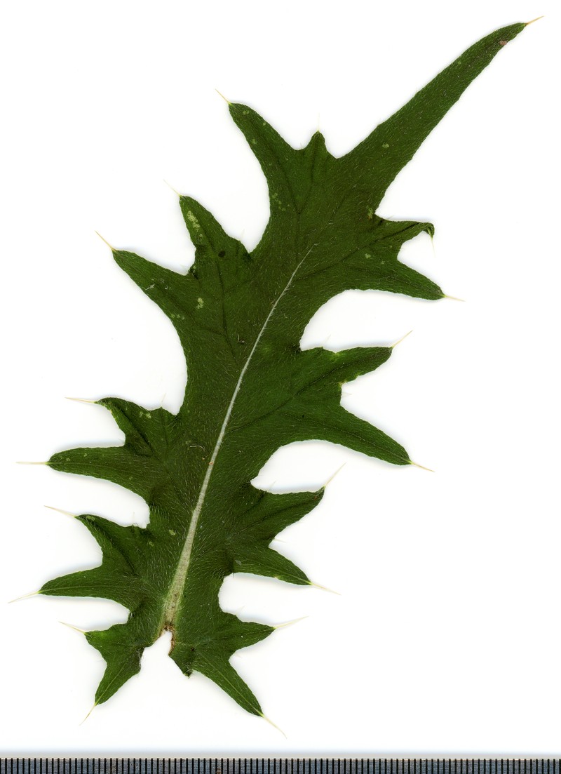 Spiny Plumeless Thistle photo 2