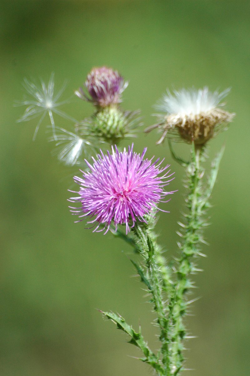 Spiny Plumeless Thistle photo 5