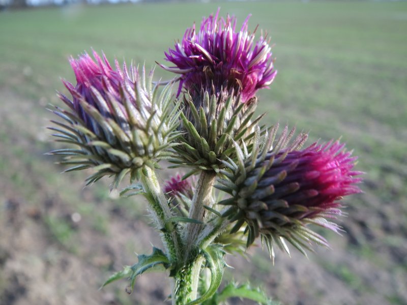 Spiny Plumeless Thistle